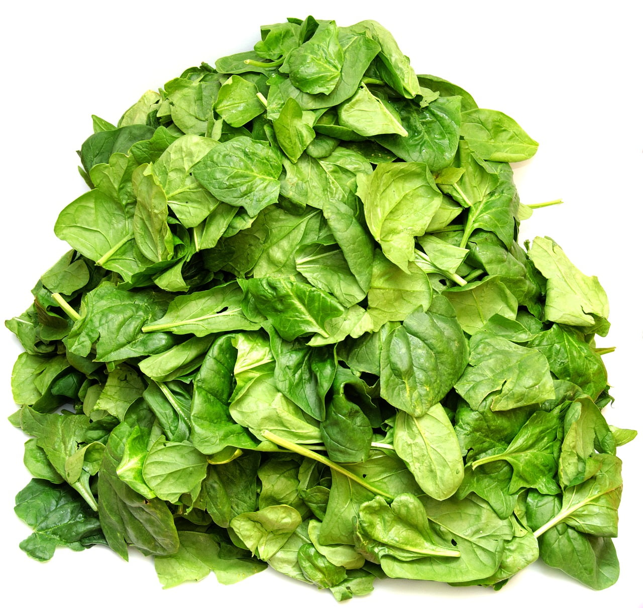 Bloomsdale Spinach