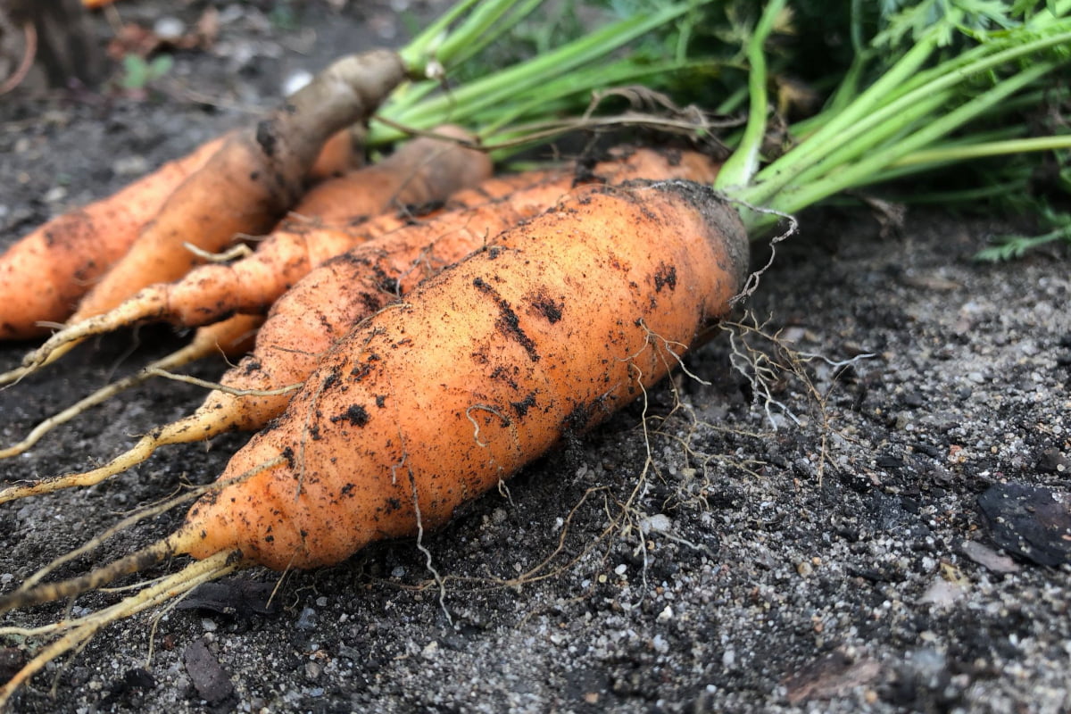 Chantenay carrots