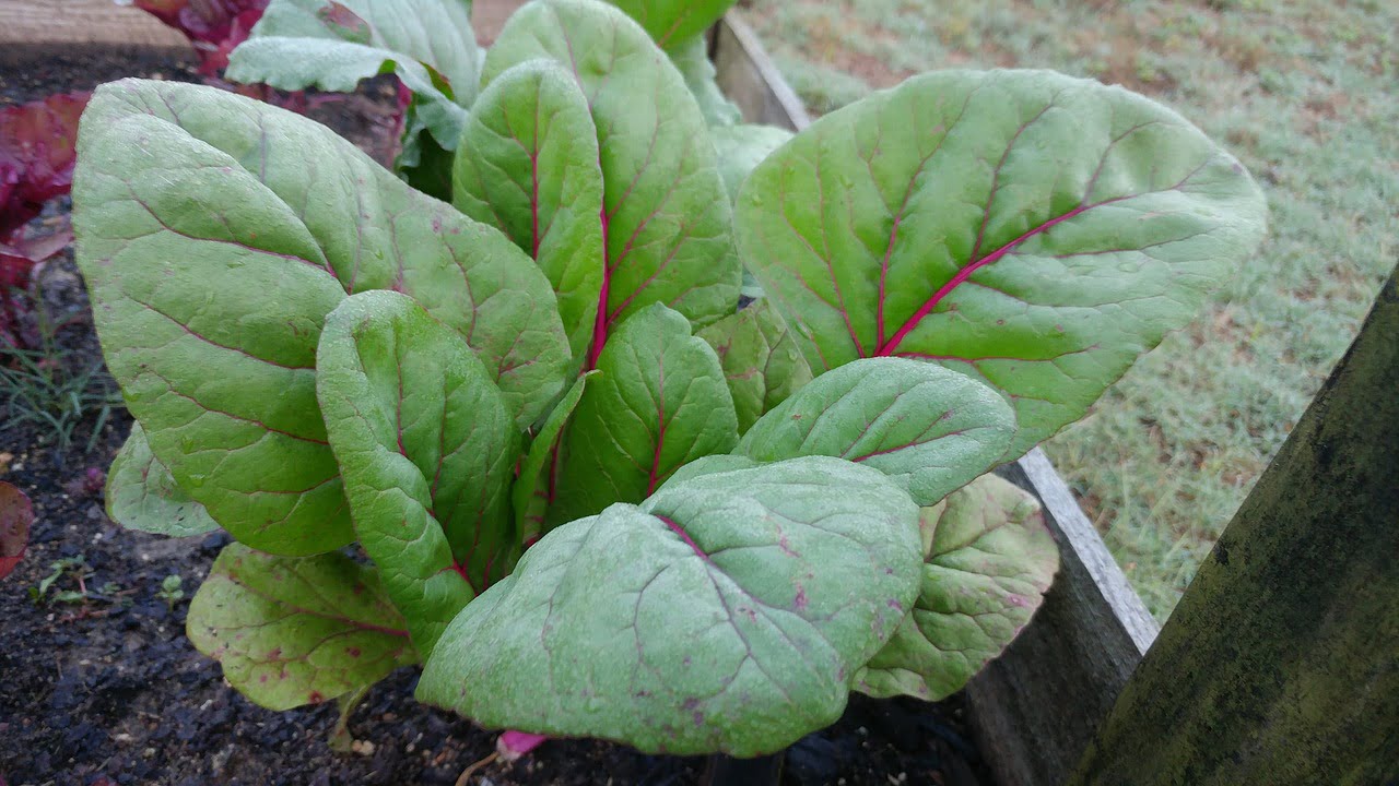 Malabar Spinach