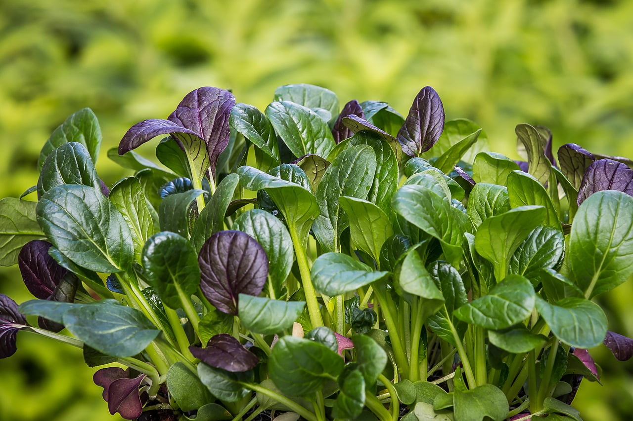 Mountain Spinach, also known as Orache