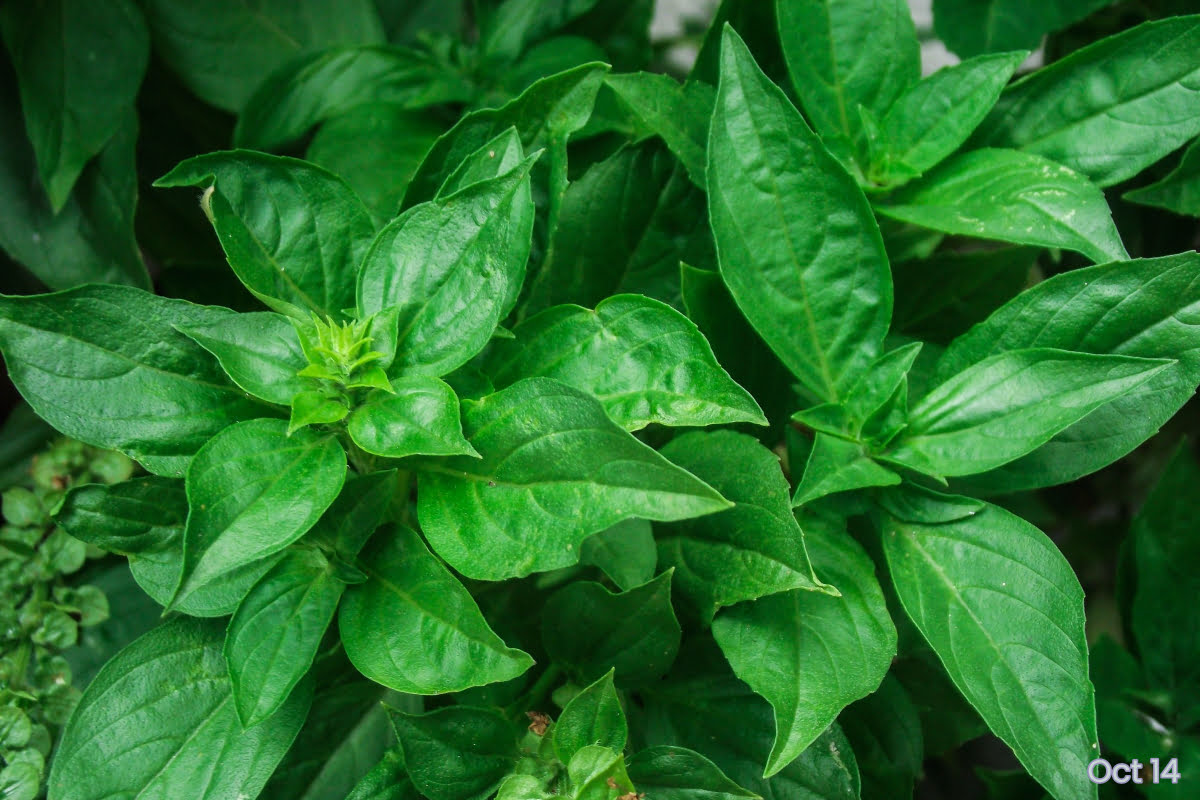 New Zealand Spinach, also known as Tetragonia