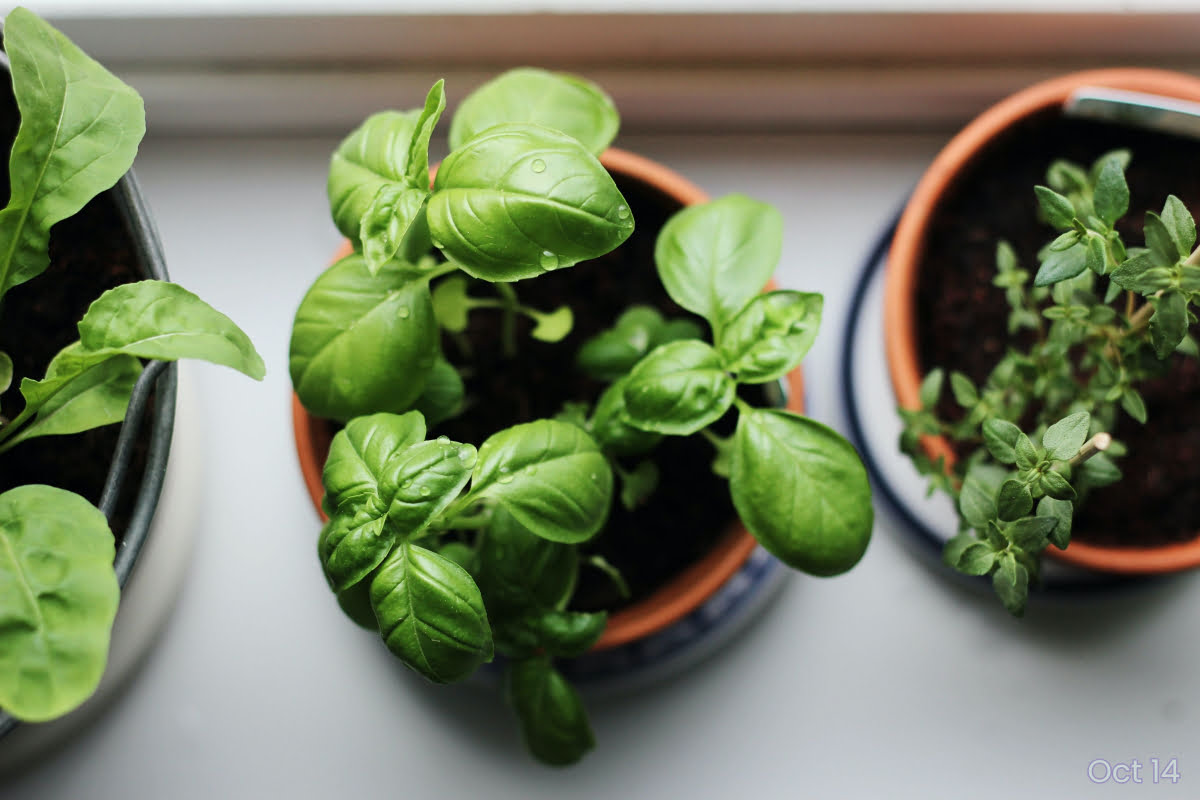 types of spinach