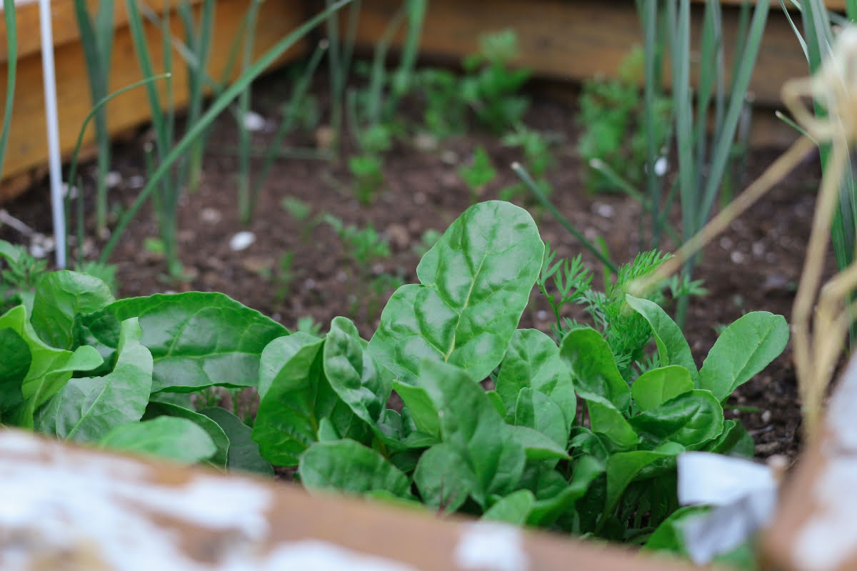 types of Spinach